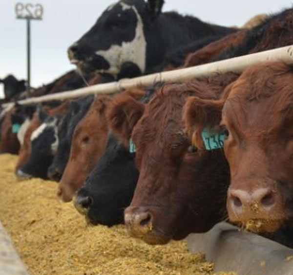 Sexto mes seguido de caída en la ocupación de feedlots y márgenes todavía negativos