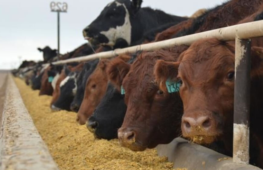 Cuál es la ganancia de peso según el procesado del grano en el feedlot