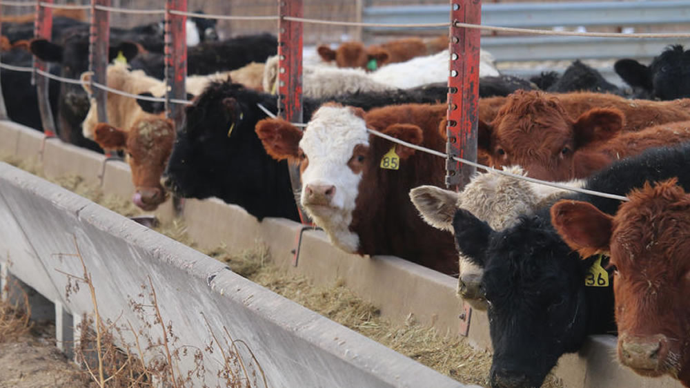 Los números del feedlot continúan mejorando