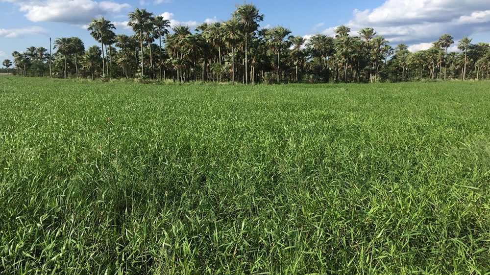 Cómo elegir la forrajera megatérmica ideal, según el ambiente