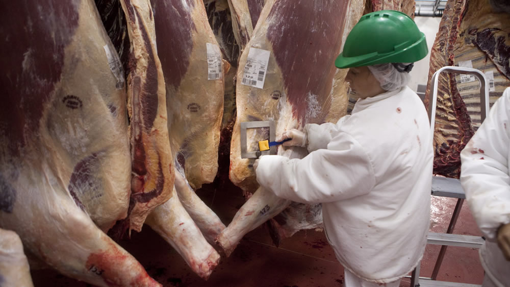 Cayó la faena bovina en lo que va de 2024