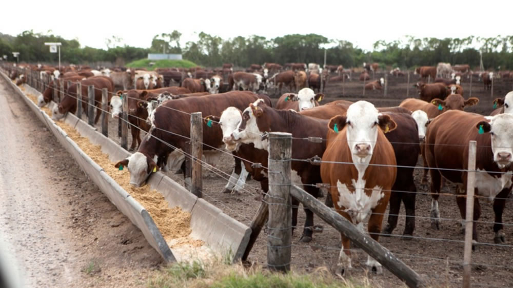 La investigación ofrece una nueva visión de las infecciones bacterianas que se encuentran en la nariz del ganado sano
