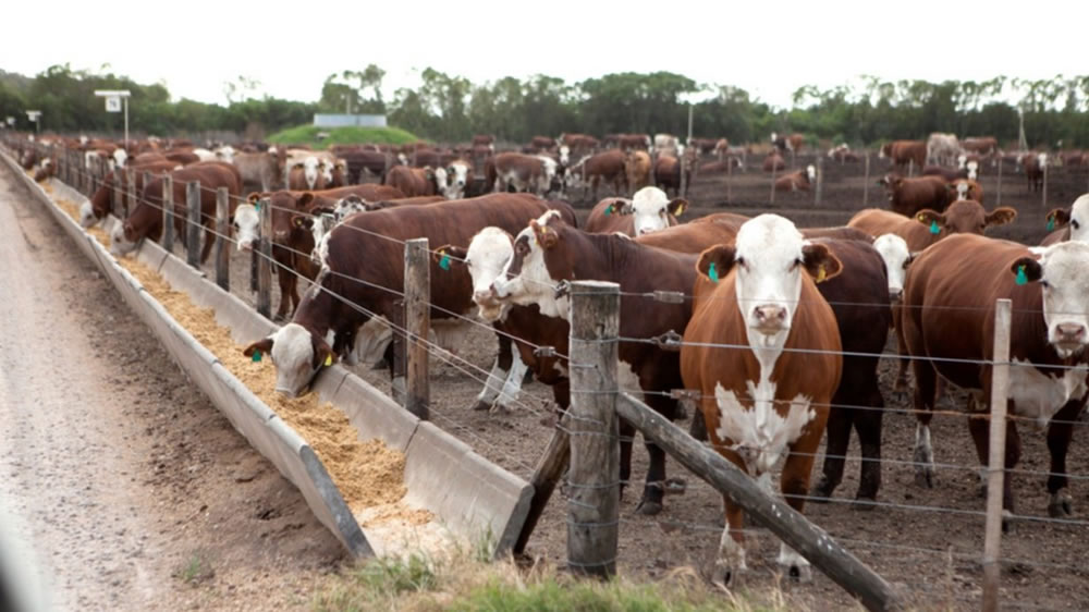 El nivel de reposición de los feedlots, en su nivel más bajo de los últimos cuatro años