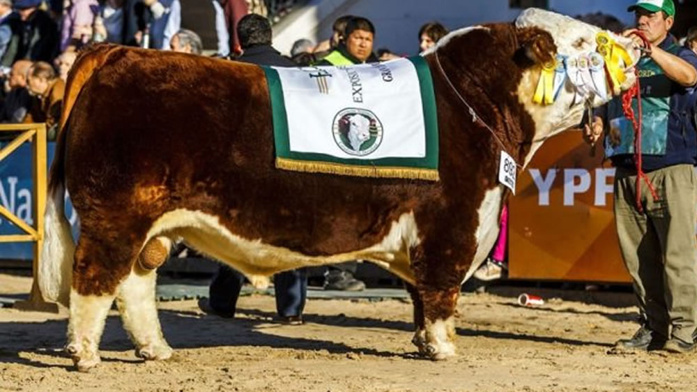 El Ganador Macho Hereford es bicampeón