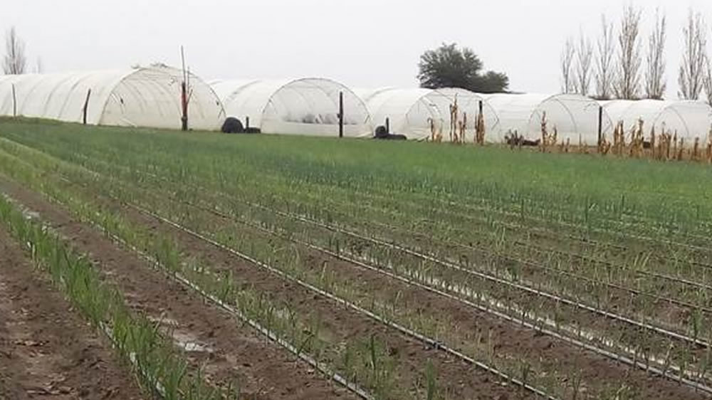 Se otorgó a un horticultor de La Pampa el sello «Producido por la Agricultura Familiar»