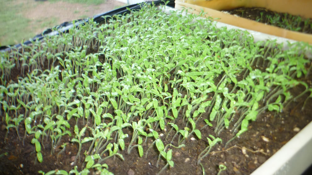 Producción de plantines de primavera-verano