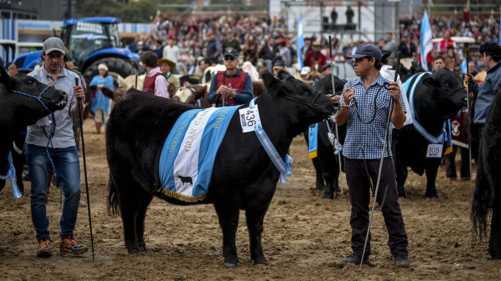 La Expo Rural 2019 recibió más de 1,2 millones de visitantes