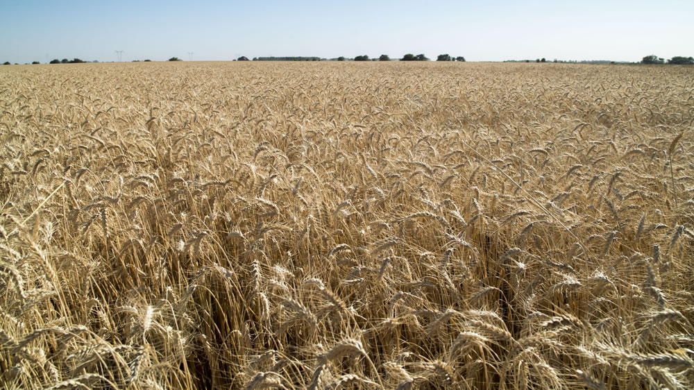 El trigo alcanzó su mayor siembra histórica en 17 años