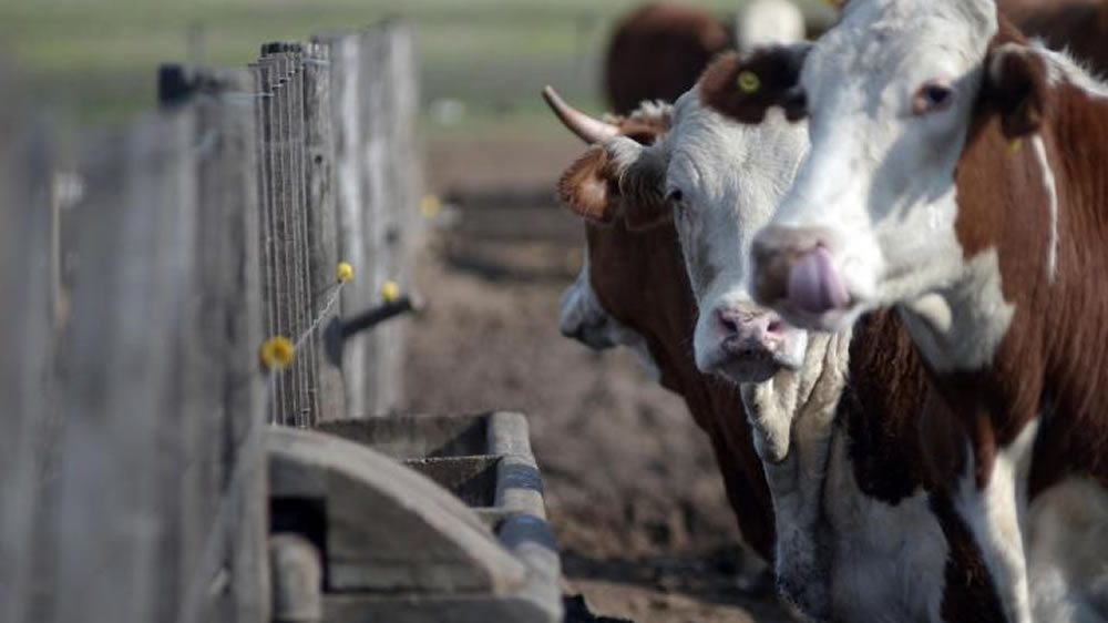 Cómo aplicar Bienest.AR animal en el feedlot