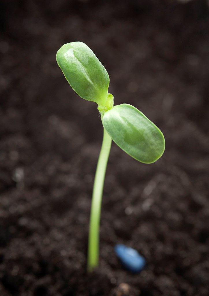 Novedosos avances en el desarrollo de productos bioestimulantes