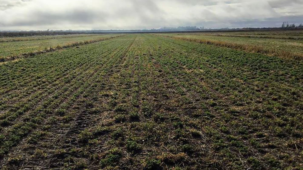 Nuevas zonas para el cultivo de alfalfa en Argentina