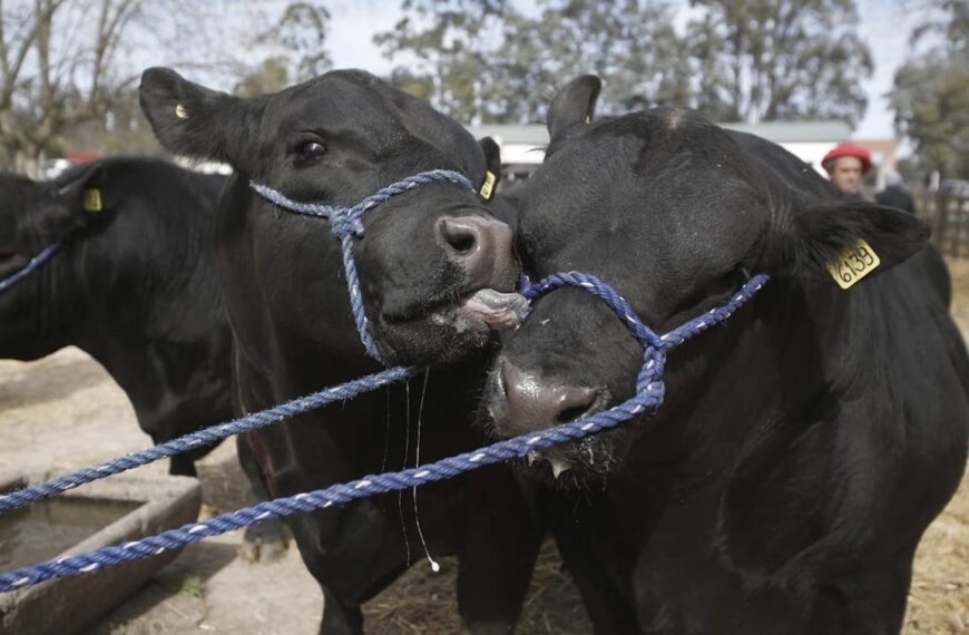 La Exposición Angus del Centenario, con presencia récord de reproductores