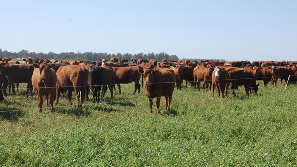 El INTA Manfredi presenta un cultivar de alfalfa tolerante al empaste