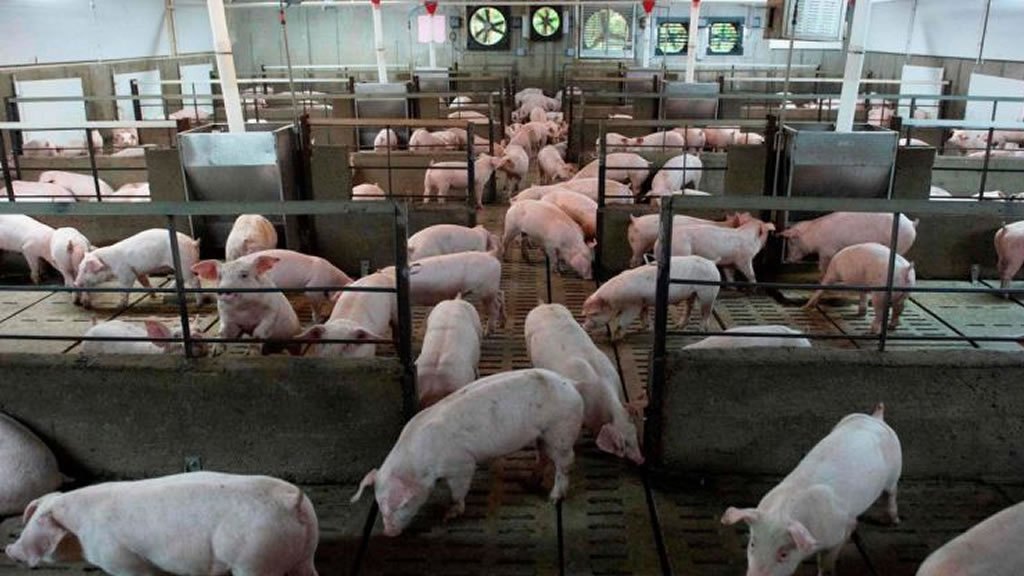 Para enfrentar la fiebre porcina, China apuesta a las grandes empresas