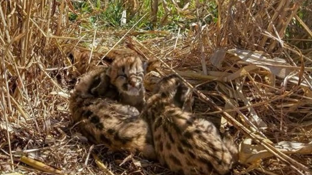 La Pampa: se encontró con crías de puma en plena cosecha