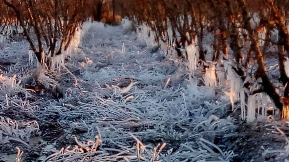 Mendoza: así quedaron frutales tras temperaturas de 10 grados bajo cero