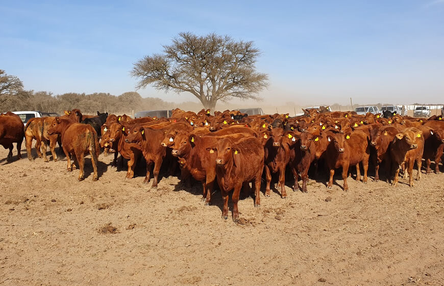 Por ahora, el negocio de la carne no se ve particularmente afectado por las medidas económicas