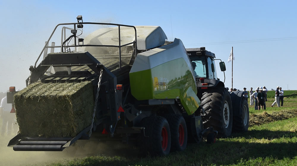 Prácticas para producir un heno de alfalfa de calidad