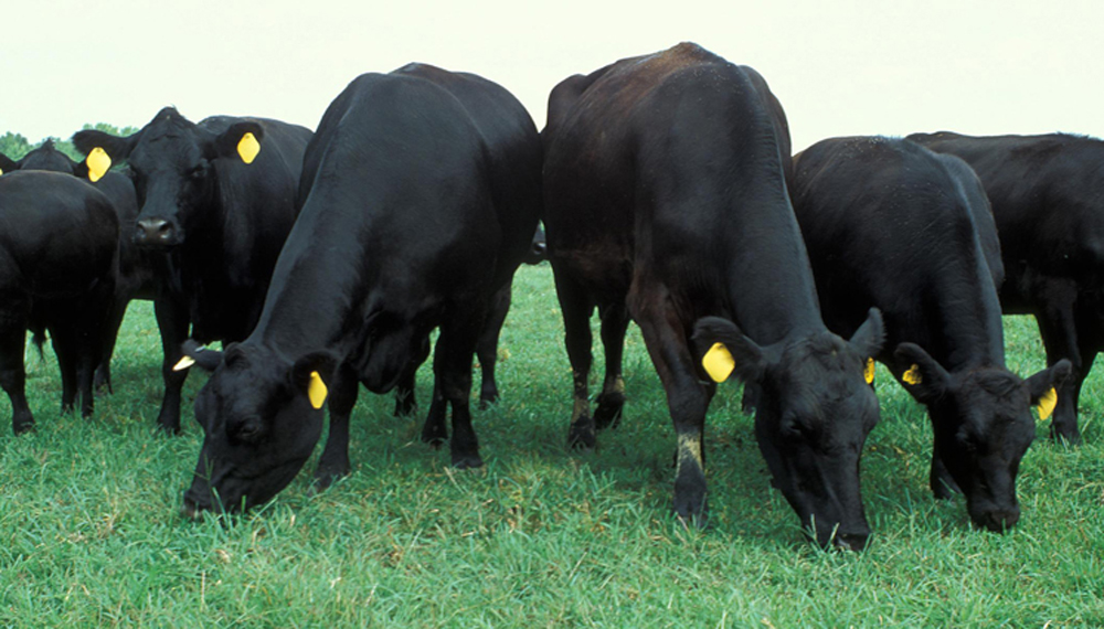 La hacienda sigue perdiendo valor real; pero no las vacas