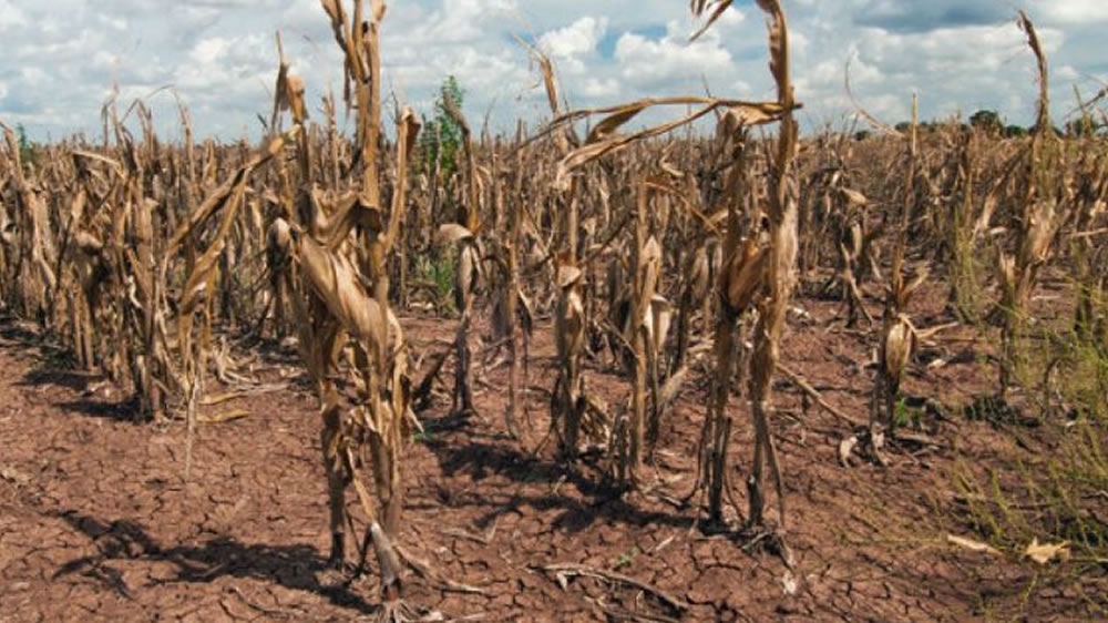 Sequía: toda la Argentina se encuentra en emergencia agropecuaria, a excepción de CABA y Tierra del Fuego