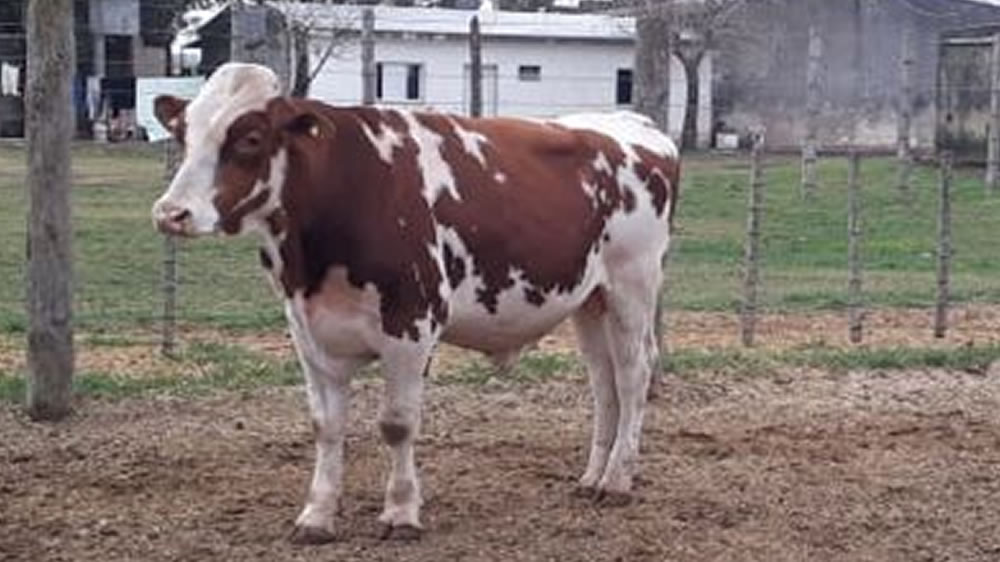 Venden un toro Holando colorado en $440.000