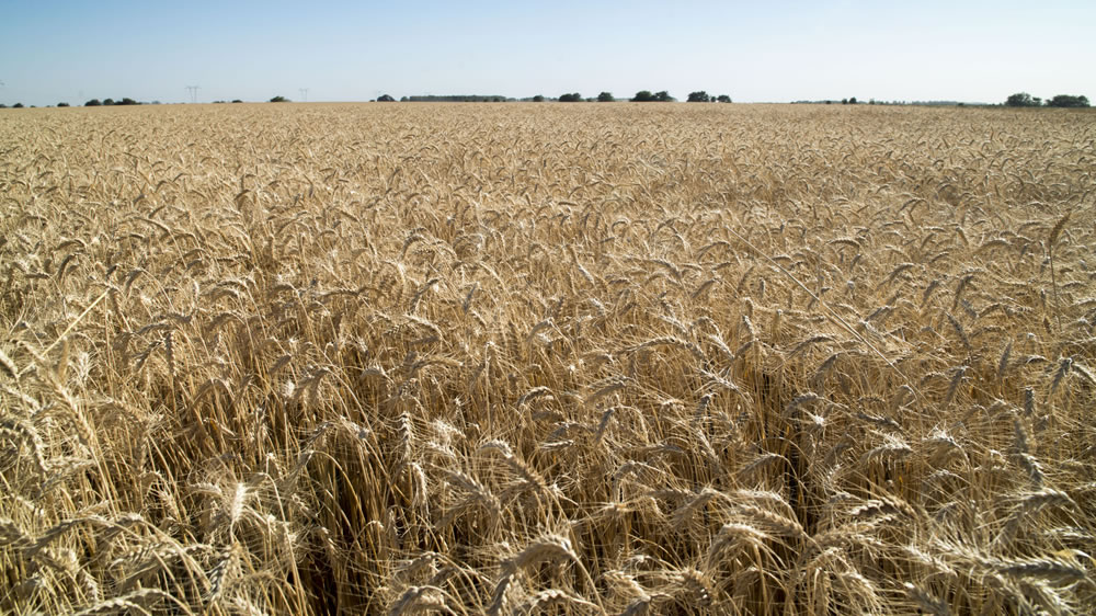 El Ministerio de Agricultura proyecta 21 millones de toneladas de trigo