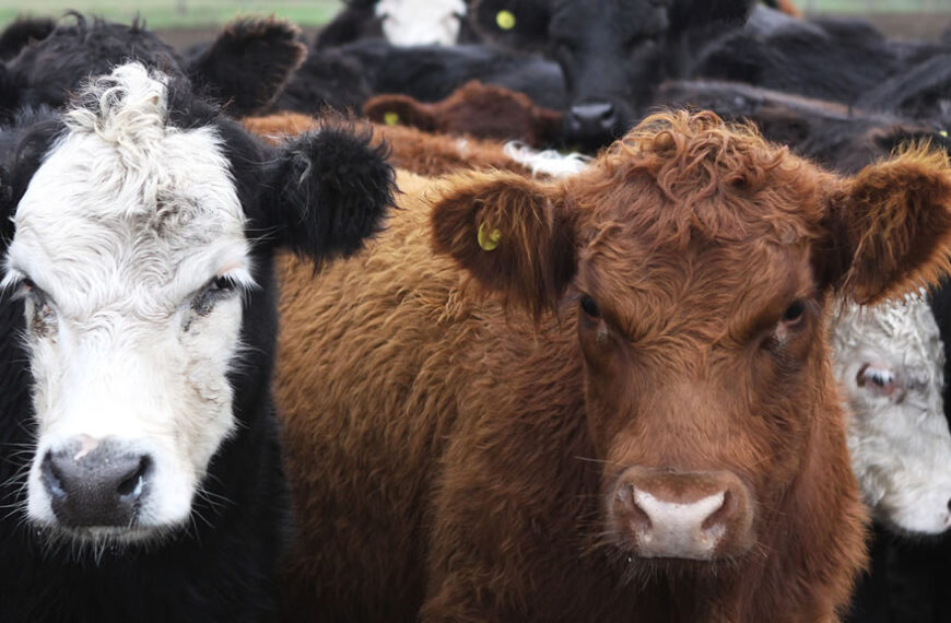 Presentan manuales prácticos para prevenir la tuberculosis en ganado y fauna silvestre