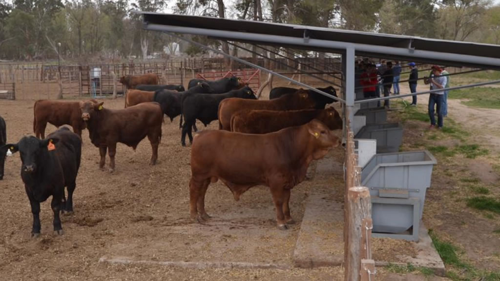 Genética para bajar costos en alimentos