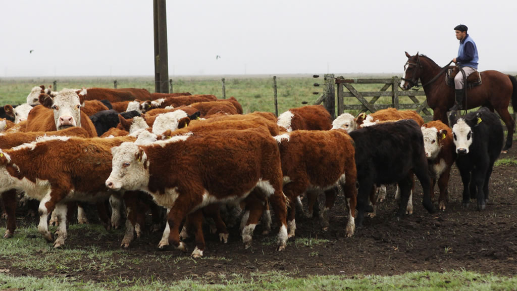 Condiciones para el envío de bovinos a faena para exportar a China