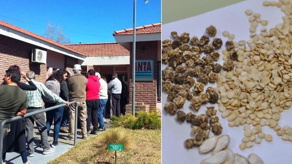 Record de entrega de semillas de la nueva temporada en La Pampa