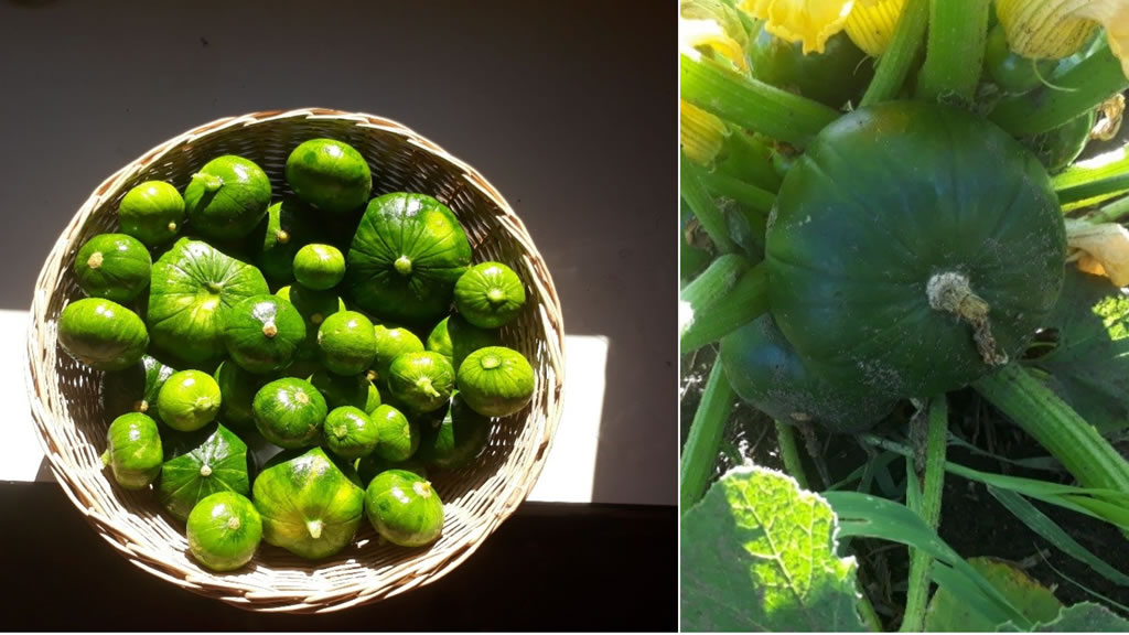 Cultivos de Verano: Zapallitos en la huerta