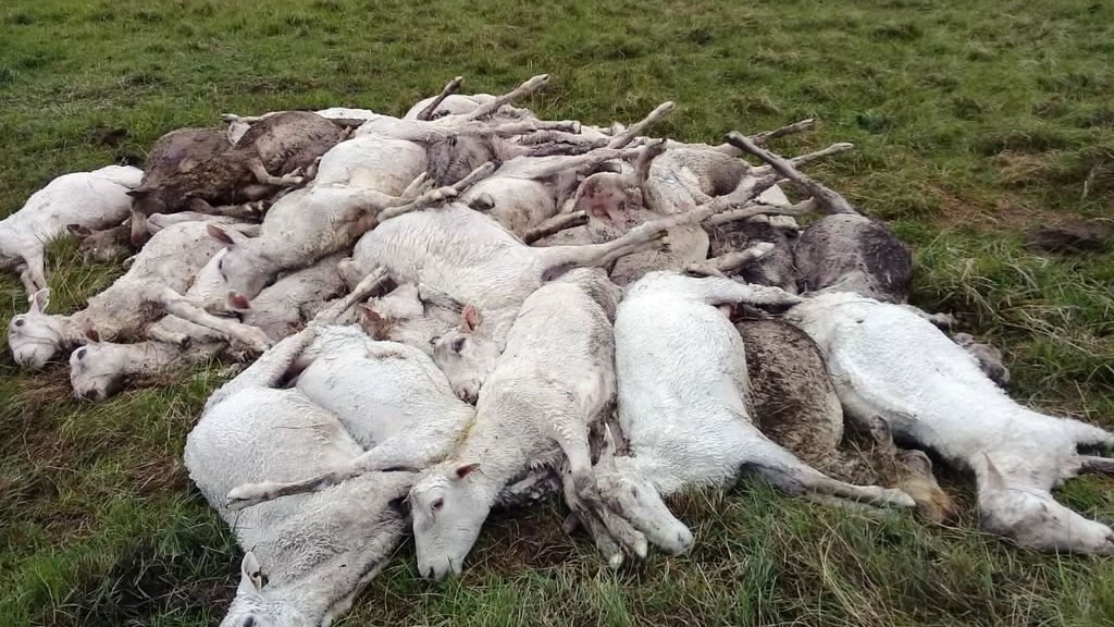Miles de ovejas murieron de hipotermia en Corrientes
