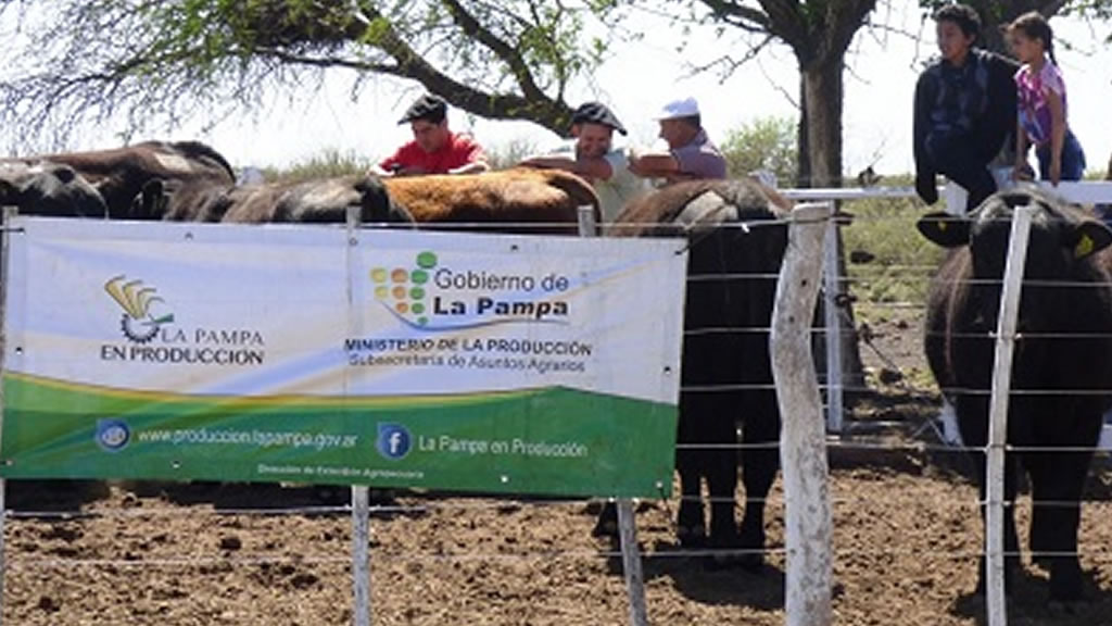Entregaron 18 toros en la Chacra Experimental de Santa Isabel