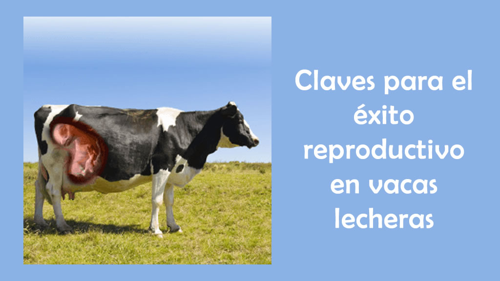 Claves para el éxito reproductivo en vacas lecheras