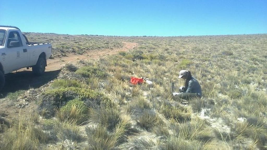 Coirón blanco, la forrajera nativa que resguarda el INTA