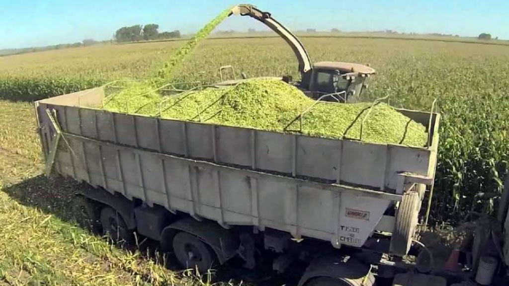 ﻿Cada vez más productores apuestan a la siembra de maíz para forraje