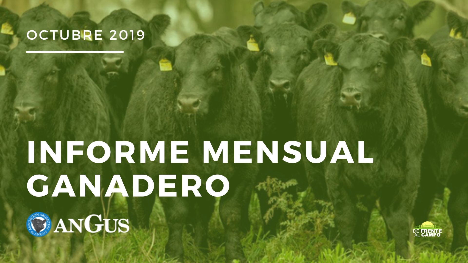 Angus Informe Mensual Ganadero – Mes Octubre