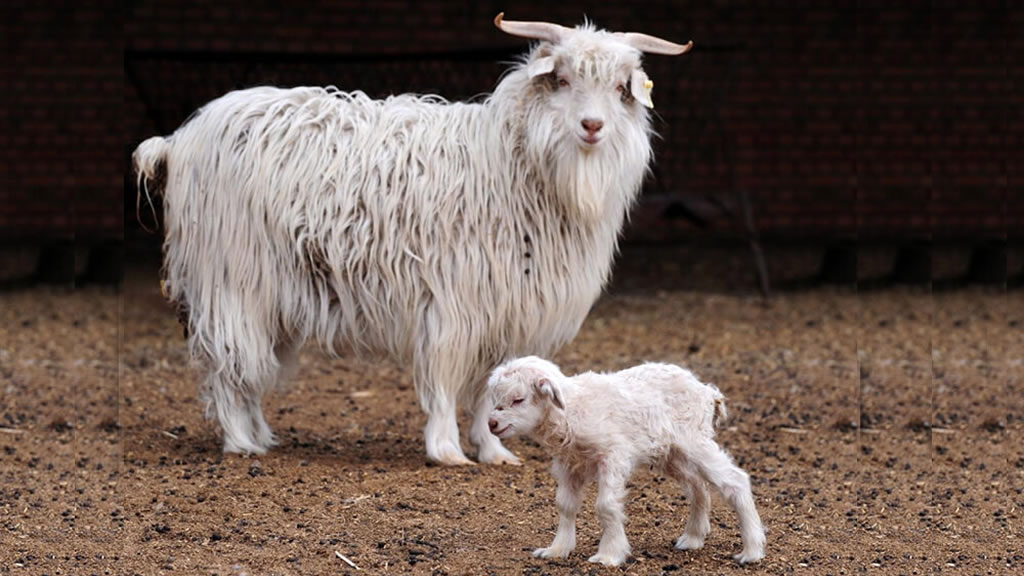 Incentivan la producción de cashmere, una de las lanas más valoradas en el mundo