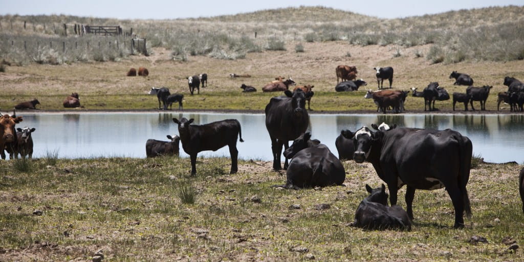 Censo agropecuario: el nuevo mapa ganadero nacional