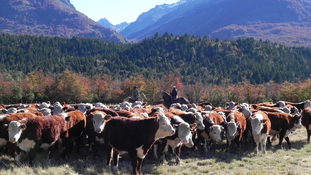 De la genética al plato del consumidor: acuerdo para producir carne de alta calidad