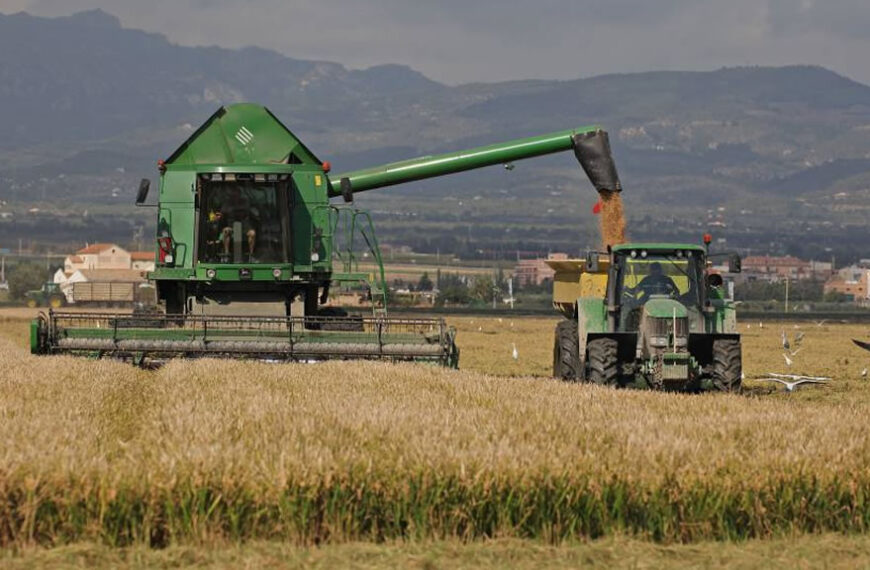 Argentina obtuvo una habilitación clave para exportar maíz a China
