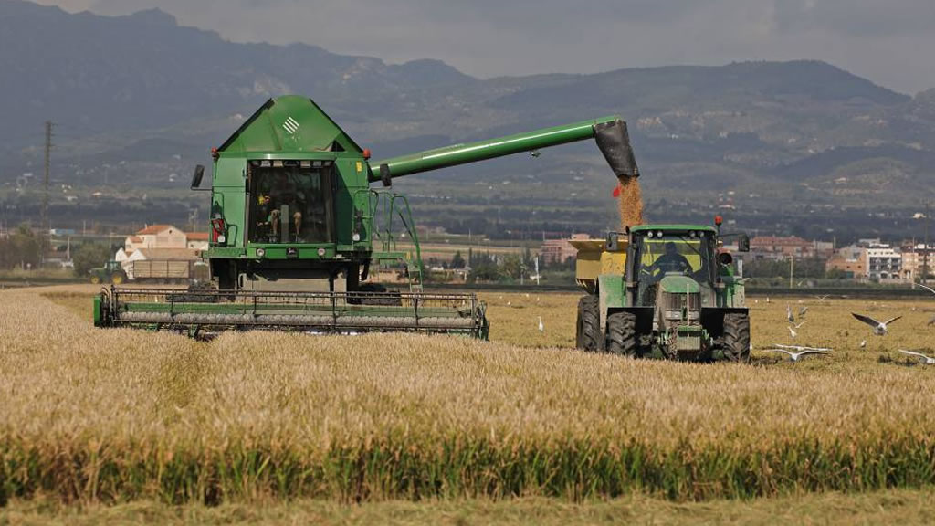 Cuál es el beneficio económico de procesar el maíz según categoría