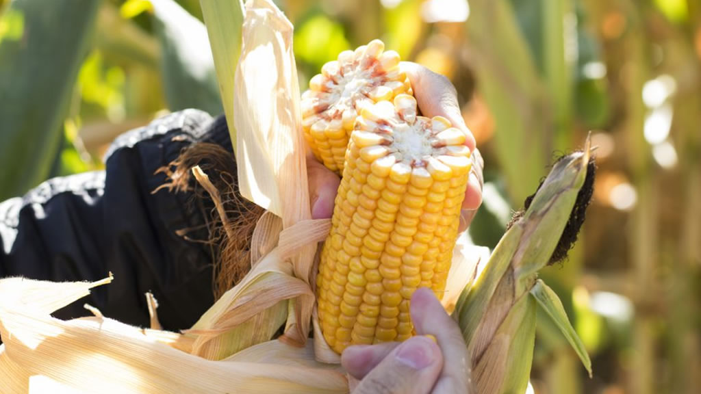 Para minimizar pérdidas en cosecha de maíz, aseguran que el foco debe estar puesto en el cabezal