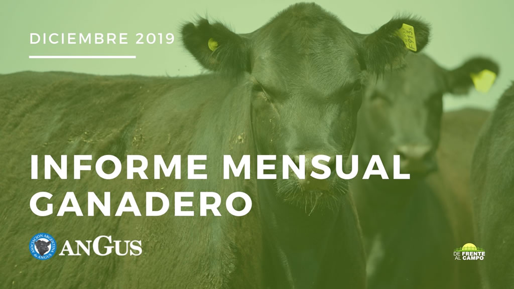 Angus Informe Mensual Ganadero – Mes Diciembre