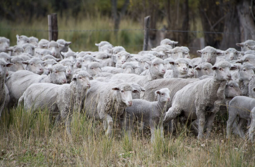 España: el ganadero que huyó de la sequía con 1.700 ovejas ya está en León