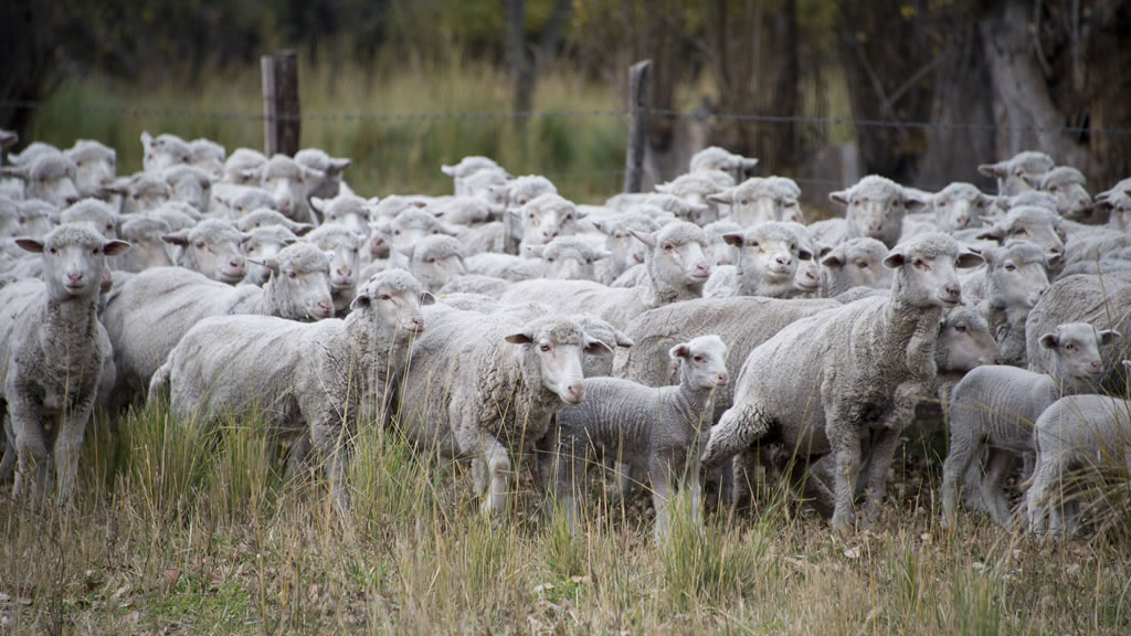 España: el ganadero que huyó de la sequía con 1.700 ovejas ya está en León