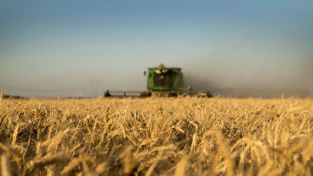 Un aumento de la molienda de trigo asegura el abastecimiento del mercado interno