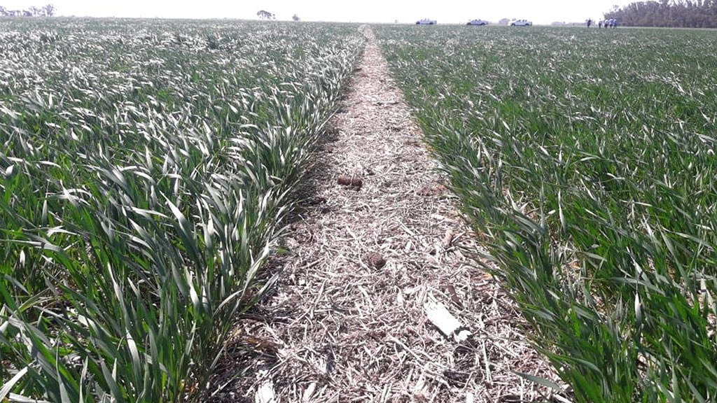 El trigo tolerante a sequía mostró todo su potencial a campo