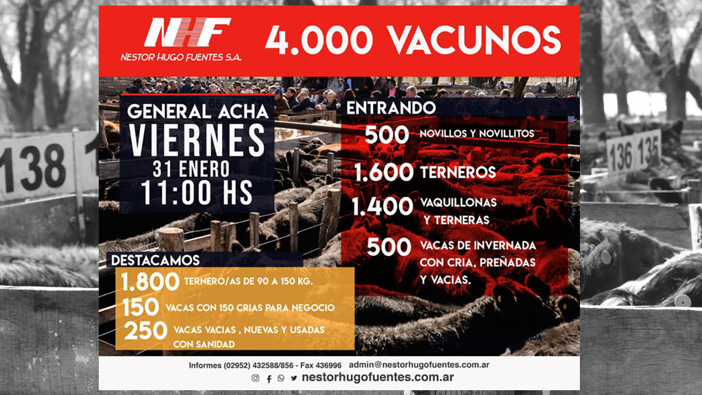 Acha: 4.000 vacunos a la venta a fin de mes