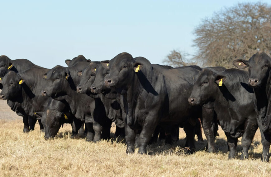 Comienza en Paraguay AL Brangus con gran expectativa por una raza en constante crecimiento